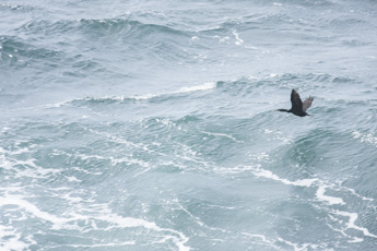 Photo : Cormoran