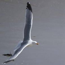 Photo : GoÃ©land argentÃ©e