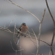 Photo : Pinsons des arbres
