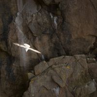 Photo : Fulmar BorÃ©ale