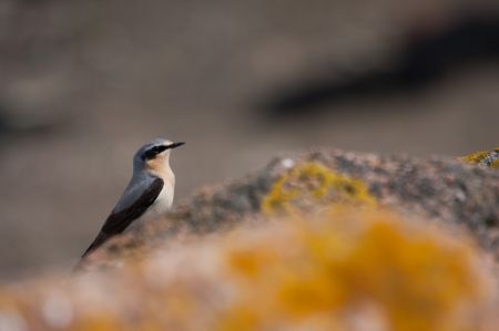 Photo : Traquet Motteux