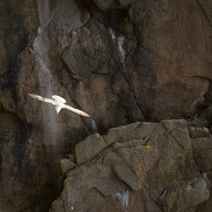 Fulmar BorÃ©ale