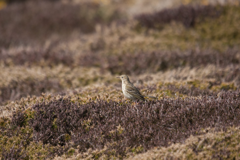 Pipit Maritime