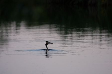 Photo : GrÃ¨be HuppÃ©