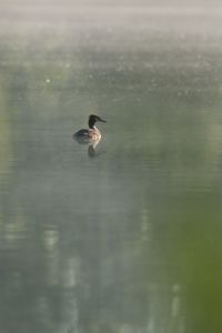 Photo : GrÃ¨be HuppÃ©