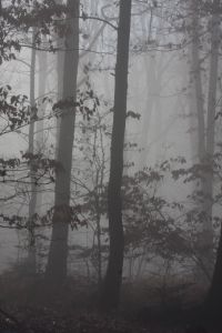 Photo : Mystèrieuse forêt