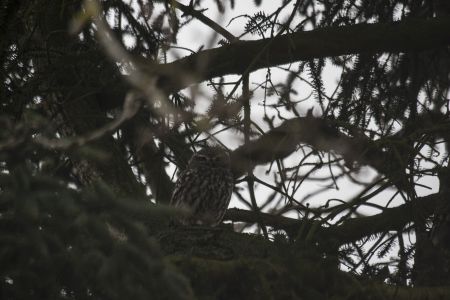 Photo : Les yeux de l'ombre