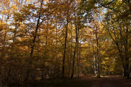 Photo : ForÃªt enchantÃ©