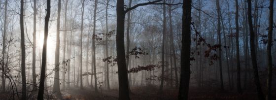 Photo : Foret lÃ©gendaire