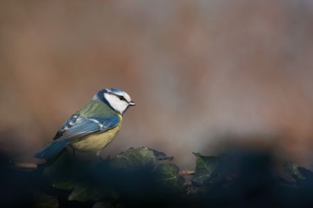 Photo : MÃ©sange bleue