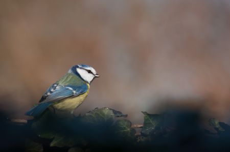 Photo : Mésange bleue