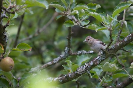 Photo : Pinson des arbres