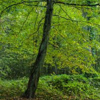 Photo : Tendre Verdure