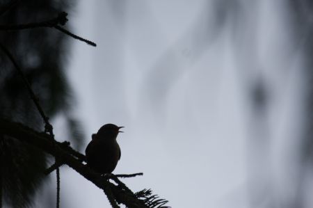 Photo : Troglodyte chanteur