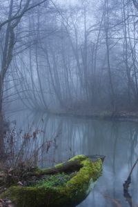 Photo : Brouillard hivernal