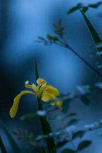 Photo : Iris des marais
