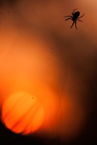 Photo : L'AraignÃ©e CrÃ©pusculaire