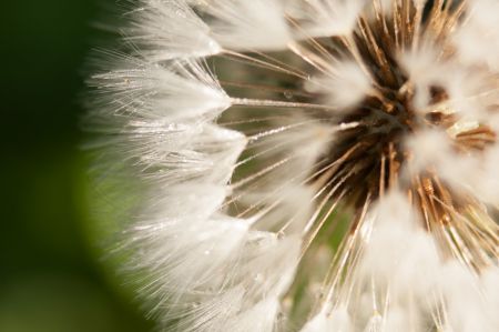 Photo : Diamant florale