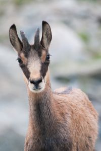 Photo : Jeune chamois