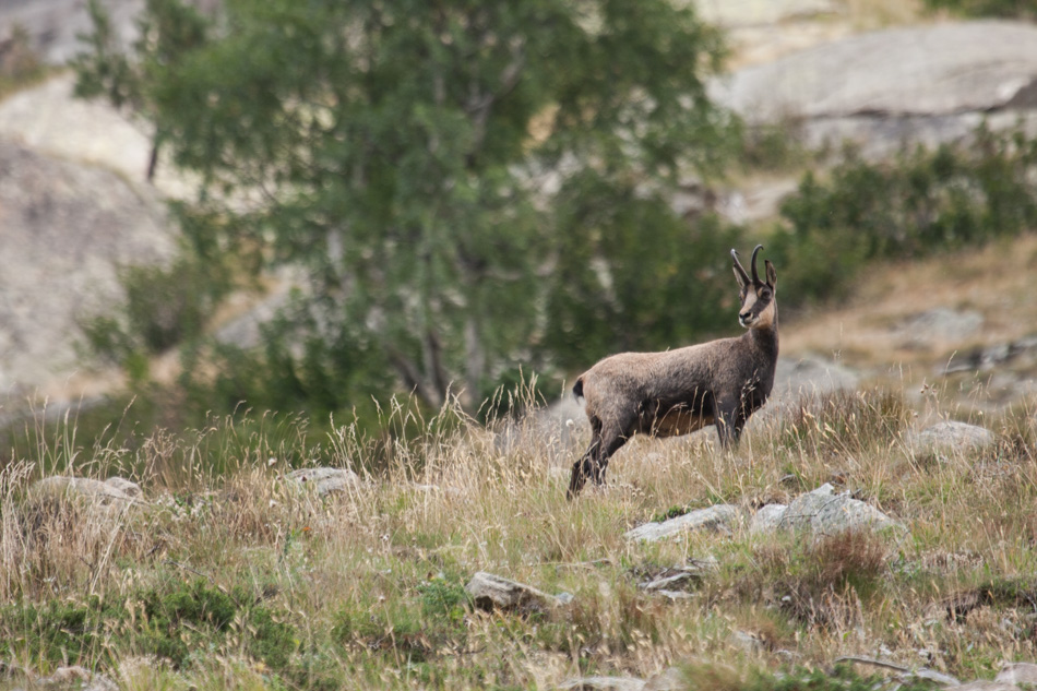 Chamois