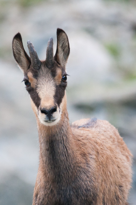 Jeune chamois