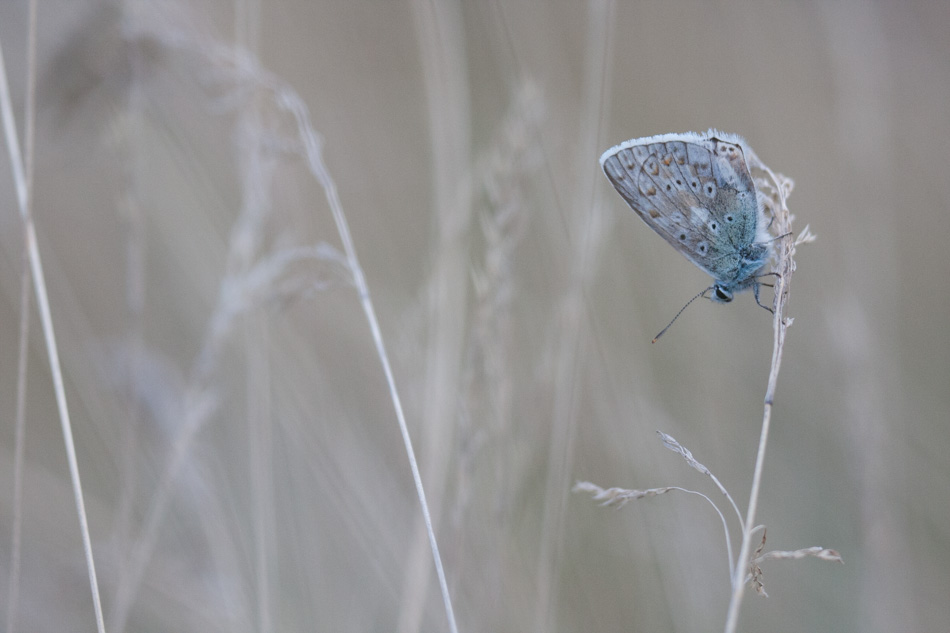 Le perchoir du papillon
