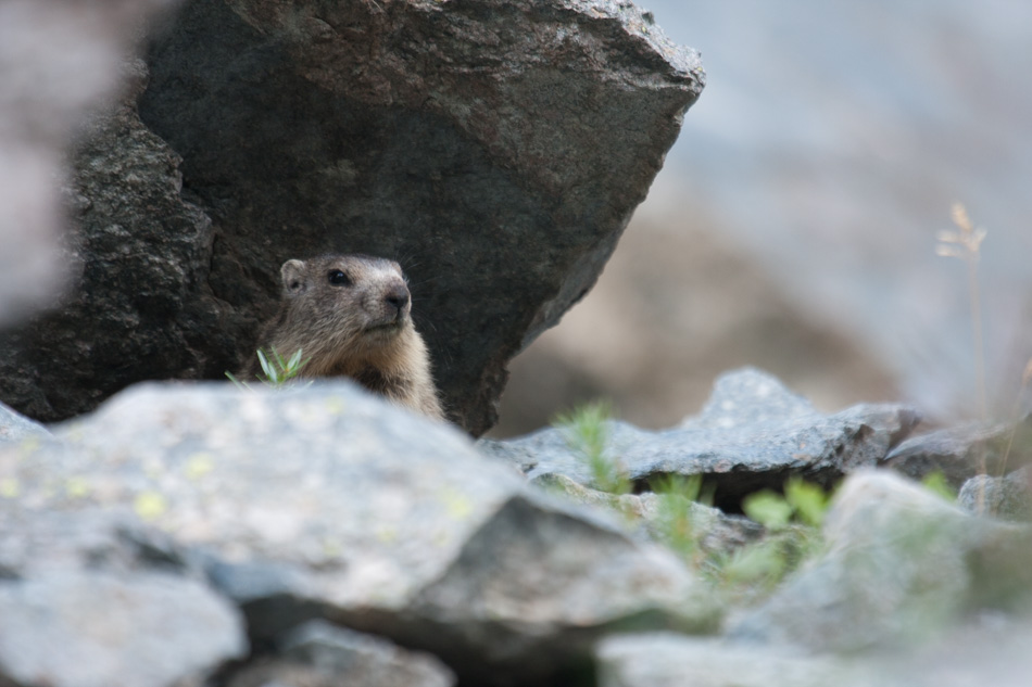 Marmotton