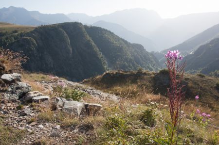 Photo : Epilobe des montagnes