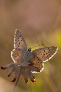 Photo : A ailes ouvertes...