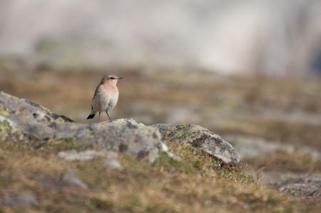 Photo : Traquet Motteux