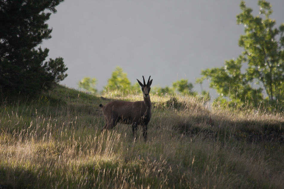 Chamois dans la prairie