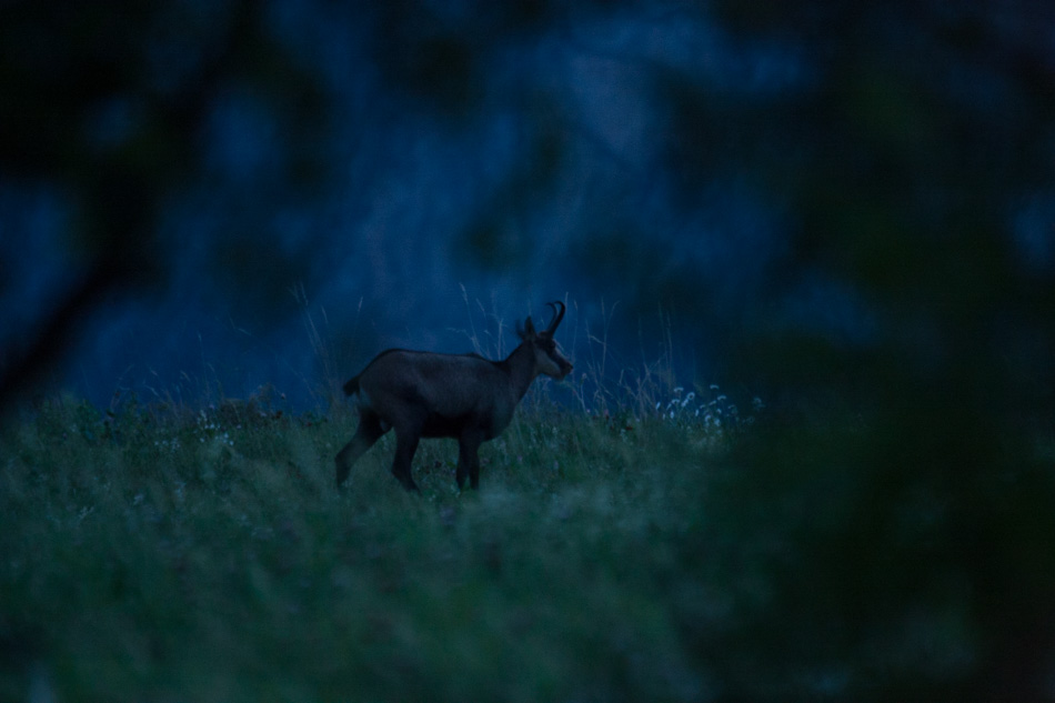 Chamois