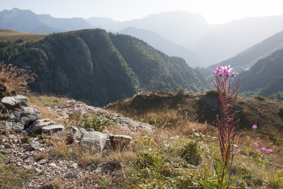 Epilobe des montagnes