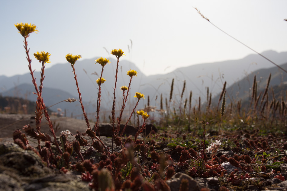 Flore alpine
