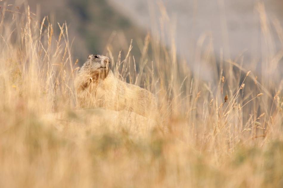 Marmotte aux aguets