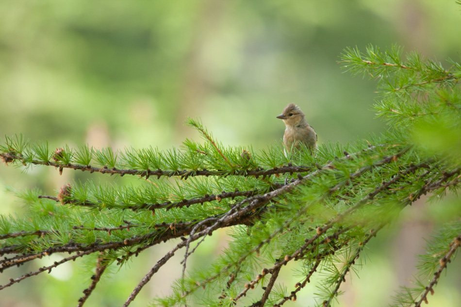 Pinson des arbres juvÃ©nile.
