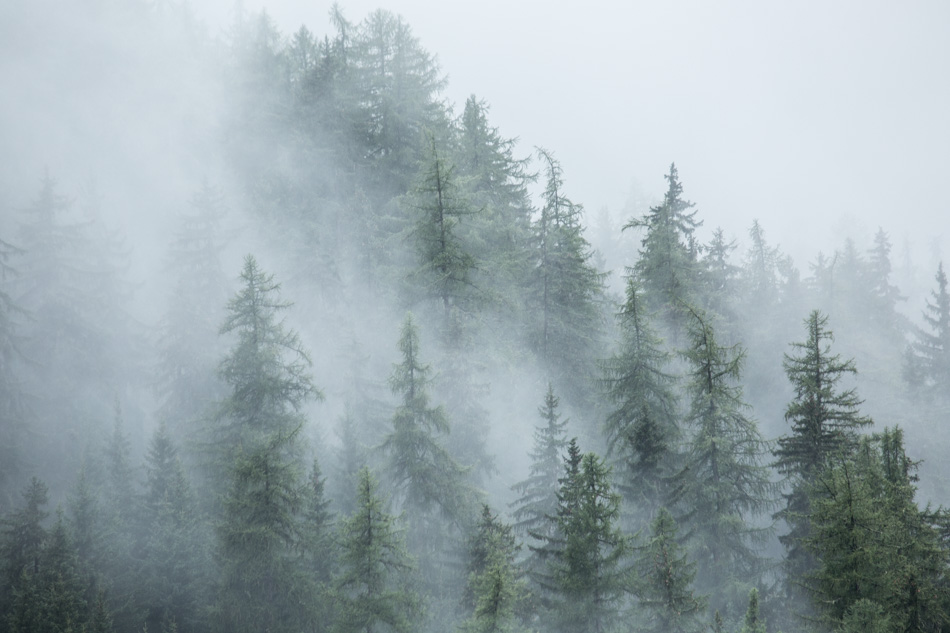 Brume forestiÃ¨re
