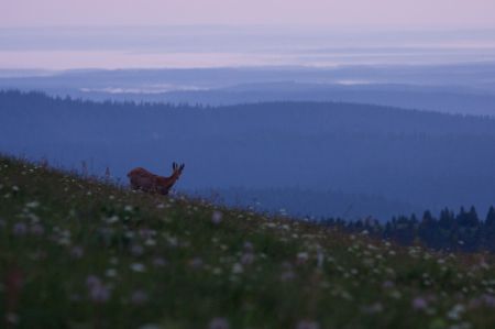 Photo : Aube vosgiennes