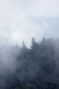 Photo : Brume vosgienne
