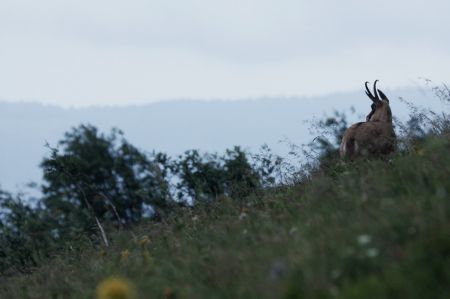 Photo : Chamois Ã  l'aube