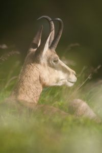Photo : Chamois allongÃ©