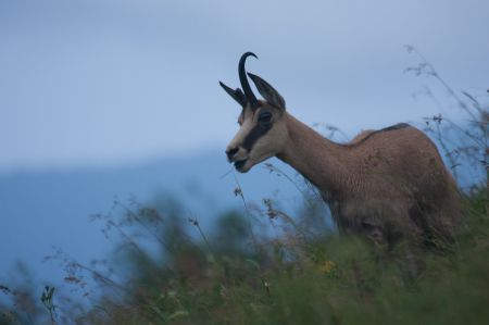 Photo : Chamois entre chien et loup