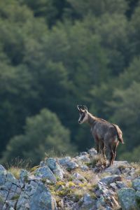 Photo : Chamois sur un Ã©peron rocheux