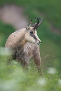 Photo : Chamois