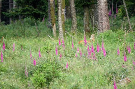 Photo : Chevreuil au dÃ©tour d'une clairiÃ¨re