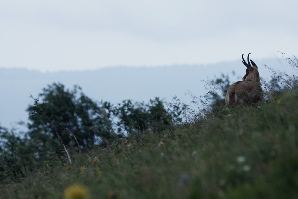 Chamois Ã  l'aube