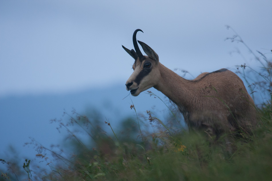 Chamois entre chien et loup