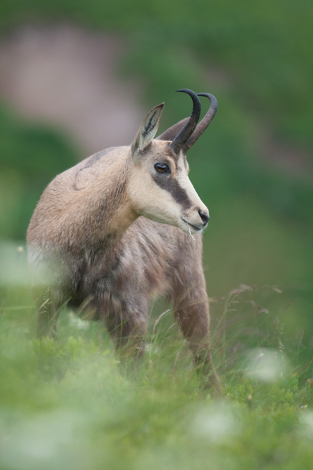 Chamois