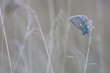 Photo : Le perchoir du papillon